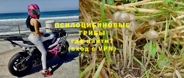 прущие грибы Кодинск
